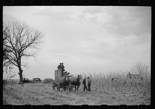 Wagon loaded with corn is taken from scales when cornhusking contest is over, Marshall County, Iowa