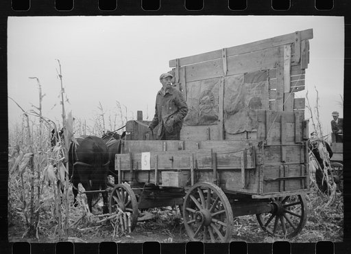 Wagon with extra-high bangboard used in cornhusking contest, Marshall County, Iowa