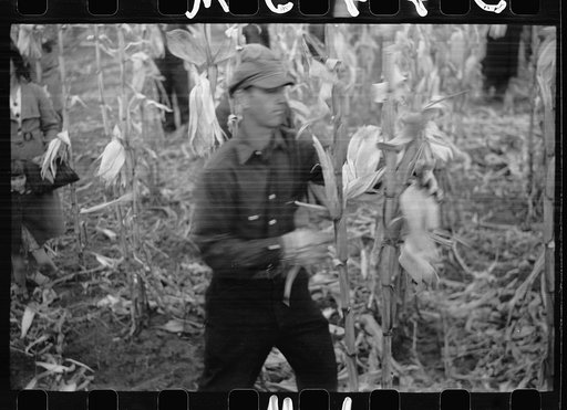 Untitled photo, possibly related to: Contestant waits for starting gun as his wife and child look on, cornhusking contest, Marshall County, Iowa