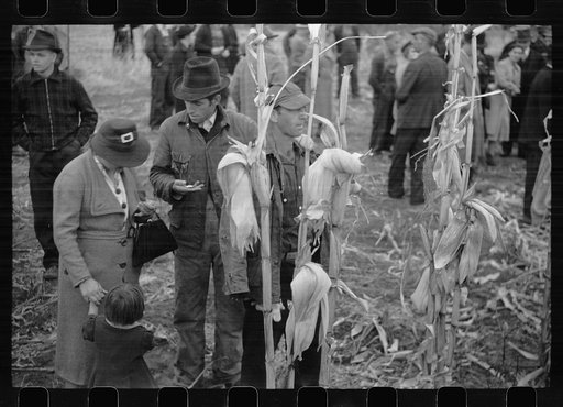 Contestant waits for starting gun as his wife and child look on, cornhusking contest, Marshall County, Iowa