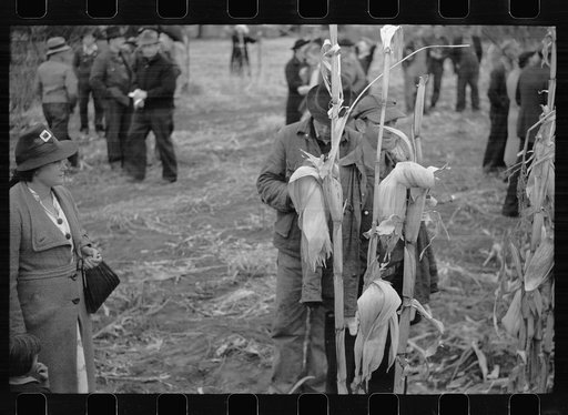 Untitled photo, possibly related to: Contestant waits for starting gun as his wife and child look on, cornhusking contest, Marshall County, Iowa