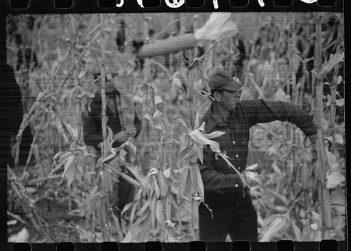 Untitled photo, possibly related to: Contestant waits for starting gun as his wife and child look on, cornhusking contest, Marshall County, Iowa