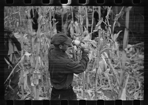 Untitled photo, possibly related to: Contestant waits for starting gun as his wife and child look on, cornhusking contest, Marshall County, Iowa