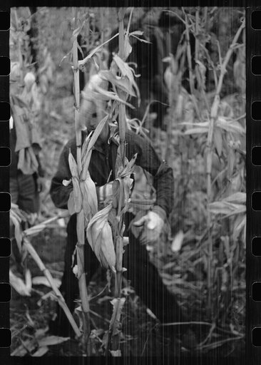 Untitled photo, possibly related to: Contestant waits for starting gun as his wife and child look on, cornhusking contest, Marshall County, Iowa