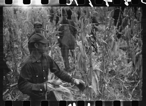 Untitled photo, possibly related to: Contestant waits for starting gun as his wife and child look on, cornhusking contest, Marshall County, Iowa