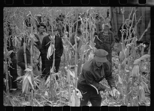 Untitled photo, possibly related to: Contestant waits for starting gun as his wife and child look on, cornhusking contest, Marshall County, Iowa