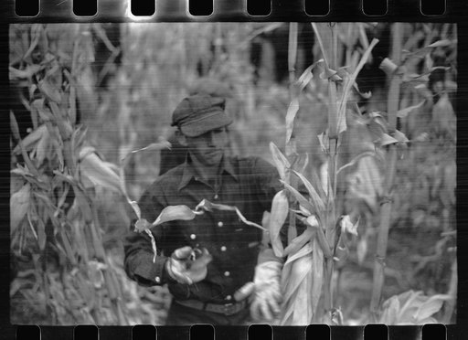 Untitled photo, possibly related to: Contestant waits for starting gun as his wife and child look on, cornhusking contest, Marshall County, Iowa
