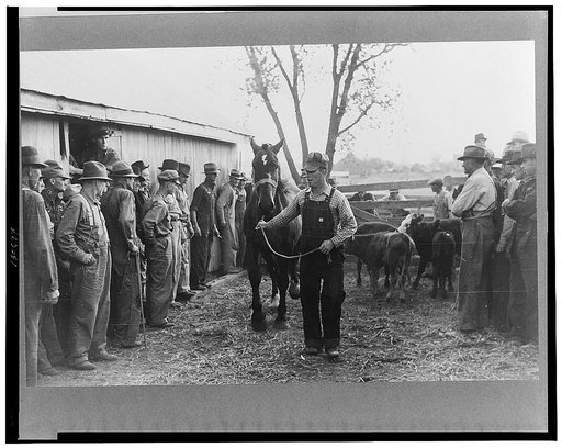 Horse is paraded before prospective buyers, farm sale, Pettis County, Missouri