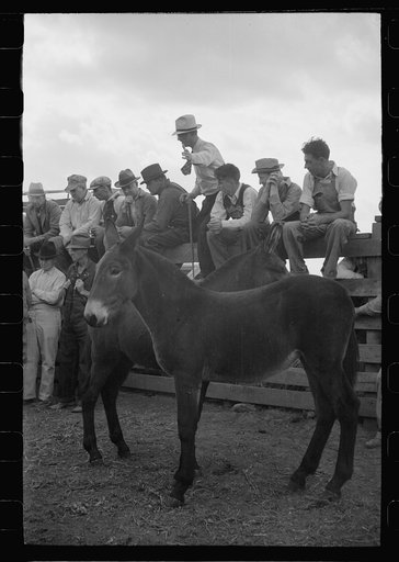 Auctioneer selling mules, farm sale, Pettis County, Missouri