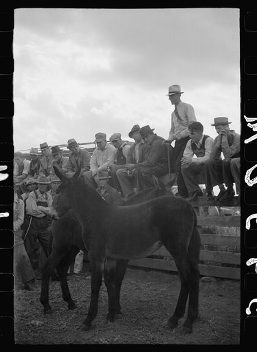 Untitled photo, possibly related to: Auctioneer selling mules, farm sale, Pettis County, Missouri