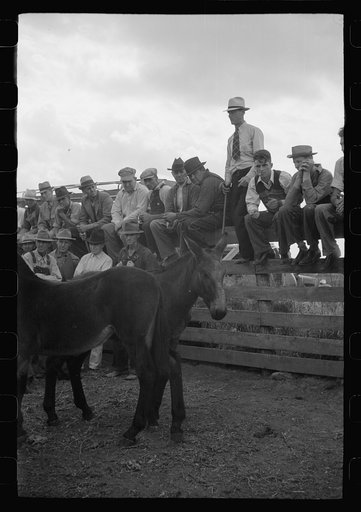 Untitled photo, possibly related to: Auctioneer selling mules, farm sale, Pettis County, Missouri