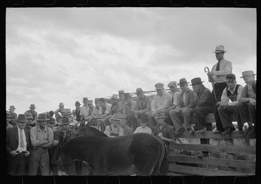 Untitled photo, possibly related to: Auctioneer selling mules, farm sale, Pettis County, Missouri