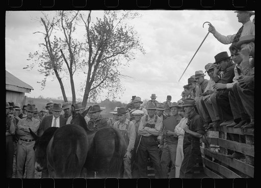 Untitled photo, possibly related to: Auctioneer selling mules, farm sale, Pettis County, Missouri