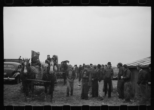 Untitled photo, possibly related to: Spectators at cornhusking contest, Marshall County, Iowa