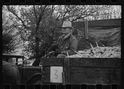 Untitled photo, possibly related to: Gleaners of wagon load being taken to scales, cornhusking contest, Marshall County, Iowa