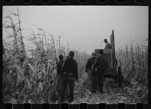 Untitled photo, possibly related to: Wagon with extra-high bangboard used in cornhusking contest, Marshall County, Iowa