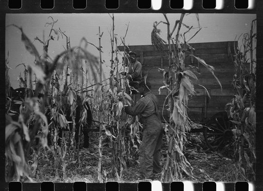 Untitled photo, possibly related to: Wagon with extra-high bangboard used in cornhusking contest, Marshall County, Iowa