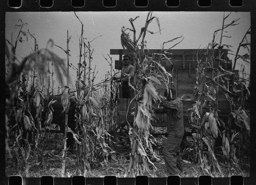 Untitled photo, possibly related to: Wagon with extra-high bangboard used in cornhusking contest, Marshall County, Iowa