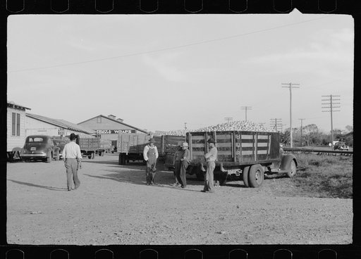 Untitled photo, possibly related to: Trucks with grapefruit wait to be unloaded, juice plant, Weslaco, Texas
