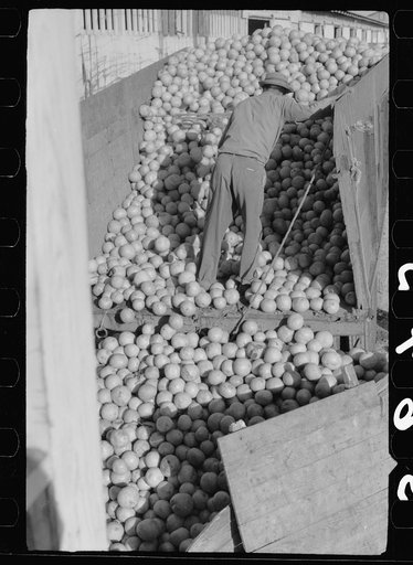 Untitled photo, possibly related to: Sorting washed grapefruit, juice plant, Weslaco, Texas. This area of Texas, the Rio Grande Valley, has extensive citrus cultivation, particularly grapefruit. Canning and packing plants for vegetables and citrus are located along the railroad line, the Missouri Pa