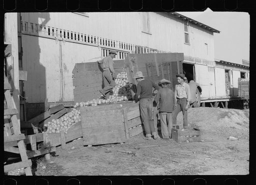 Untitled photo, possibly related to: Sorting washed grapefruit, juice plant, Weslaco, Texas. This area of Texas, the Rio Grande Valley, has extensive citrus cultivation, particularly grapefruit. Canning and packing plants for vegetables and citrus are located along the railroad line, the Missouri Pa