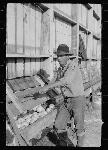Sorting washed grapefruit, juice plant, Weslaco, Texas. This area of Texas, the Rio Grande Valley, has extensive citrus cultivation, particularly grapefruit. Canning and packing plants for vegetables and citrus are located along the railroad line, the Missouri Pacific Railroad. These foods are trans