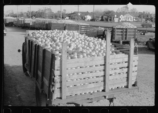 Untitled photo, possibly related to: Trucks with grapefruit wait to be unloaded, juice plant, Weslaco, Texas