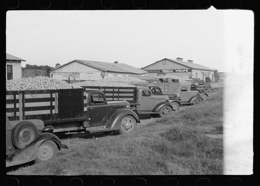 Trucks with grapefruit wait to be unloaded, juice plant, Weslaco, Texas