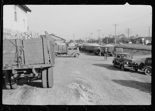 Grapefruit trucks, juice plant, Weslaco, Texas
