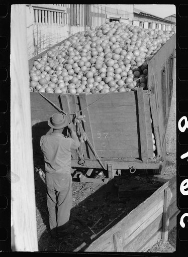 Untitled photo, possibly related to: Unloading grapefruit truck, juice plant, Weslaco, Texas