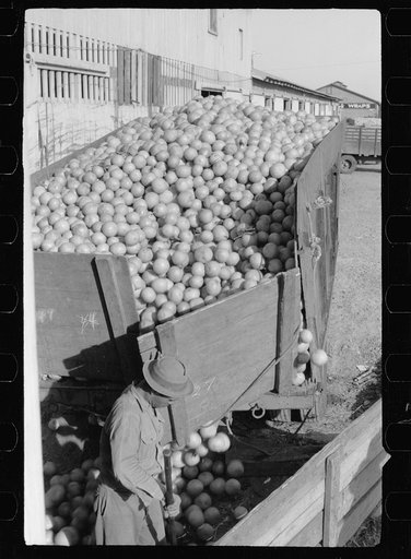 Untitled photo, possibly related to: Unloading grapefruit truck, juice plant, Weslaco, Texas