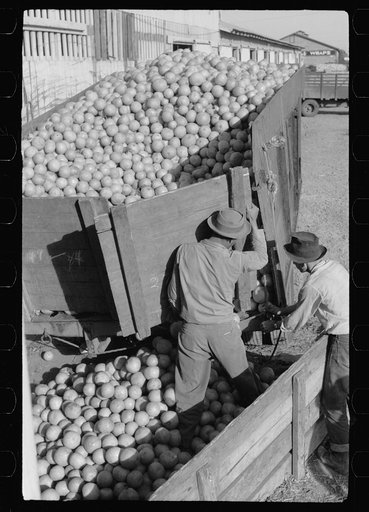 Unloading grapefruit truck, juice plant, Weslaco, Texas