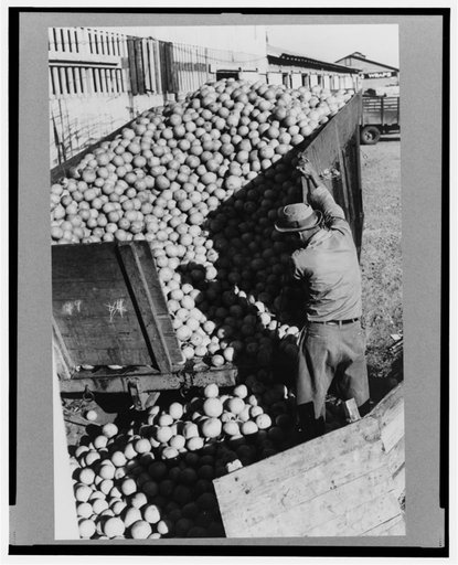 Unloading grapefruit truck, juice plant, Weslaco, Texas