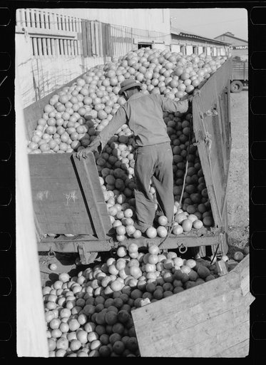 Untitled photo, possibly related to: Unloading grapefruit truck, juice plant, Weslaco, Texas