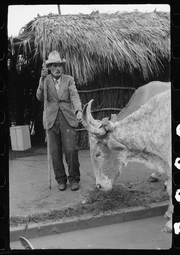 Untitled photo, possibly related to: Mexican in charge of ox cart used in Charro Days parade, Brownsville, Texas