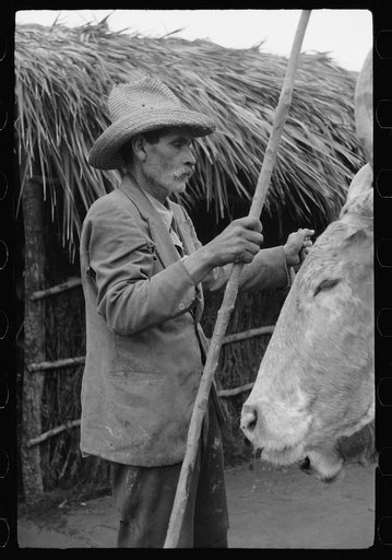 Mexican in charge of ox cart used in Charro Days parade, Brownsville, Texas