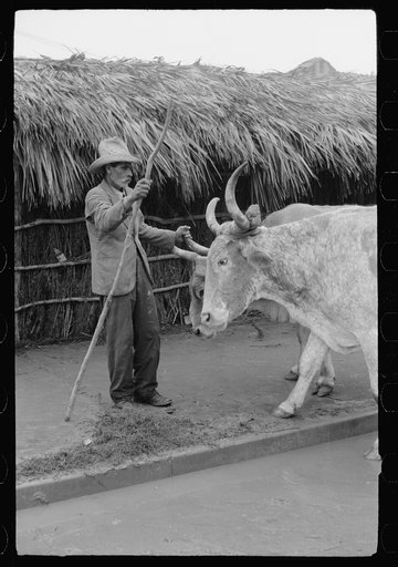 Untitled photo, possibly related to: Mexican in charge of ox cart used in Charro Days parade, Brownsville, Texas