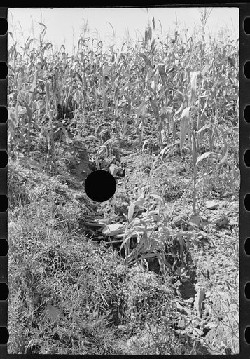 Untitled photo, possibly related to: Farmland, hillside type, thoroughly worked, Garrett County, Maryland