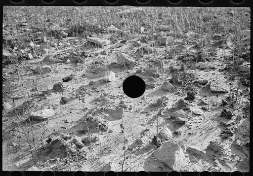 Untitled photo, possibly related to: Poor farming possibilities on this kind of land, Garrett County, Maryland