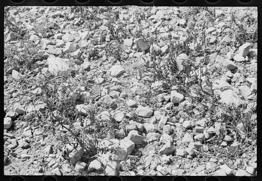 Untitled photo, possibly related to: Buckwheat that is grown on stony soil, Garrett County, Maryland