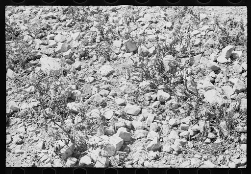 Buckwheat that is grown on stony soil, Garrett County, Maryland