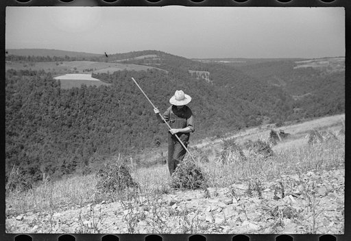 Buckwheat field, Garrett County, Maryland