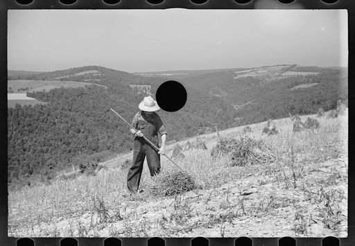 Untitled photo, possibly related to: Buckwheat field, Garrett County, Maryland