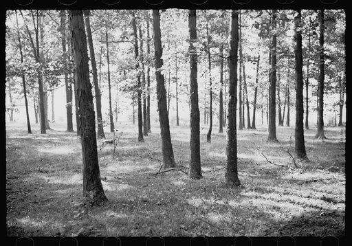 Natural reproduction of trees, Garrett County, Maryland