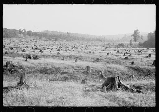 Untitled photo, possibly related to: Cut-over, Garrett County, Maryland