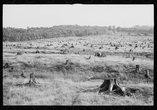 Untitled photo, possibly related to: Cut-over, Garrett County, Maryland