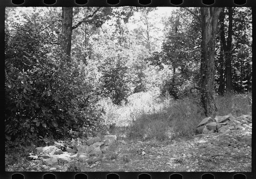 Untitled photo, possibly related to: Timber, Garrett County, Maryland
