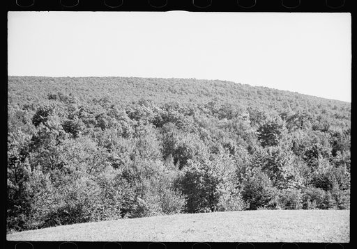 Untitled photo, possibly related to: Timber, Garrett County, Maryland