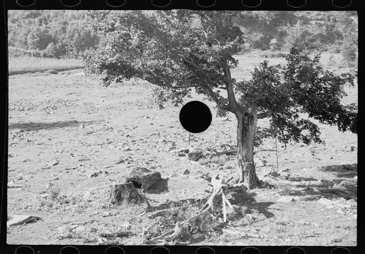 Untitled photo, possibly related to: Timber, Garrett County, Maryland