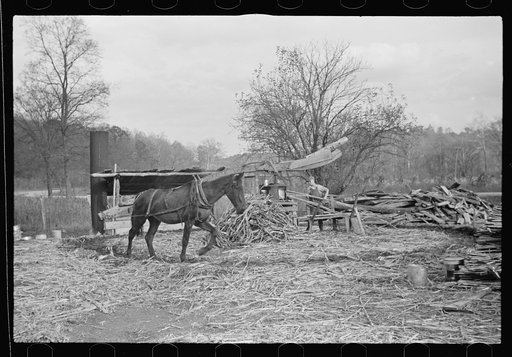 Untitled photo, possibly related to: Sorghum cane mill situated on a well-travelled highway near Nashville, Indiana